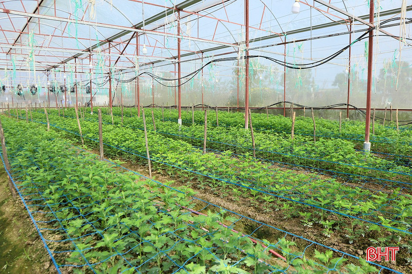 Những luống hoa phát triển tốt là hy vọng của người dân Thạch Hà về một cái tết ấm no, đủ đầy. bqbht_br_d5.jpg