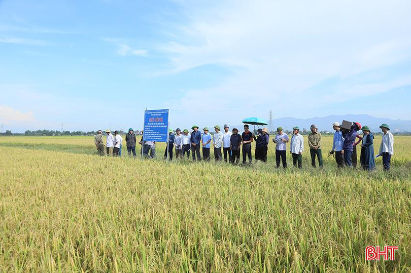 Đại biểu tham quan mô hình sản xuất lúa theo hướng hữu cơ ở thôn Tây Hương, xã Tùng Lộc. o3.jpg