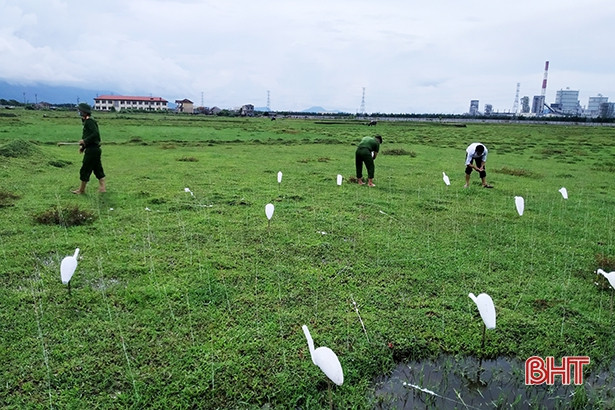 Thu giữ, tiêu hủy hơn 10.000 dụng cụ bẫy chim di cư ở thị xã Kỳ Anh