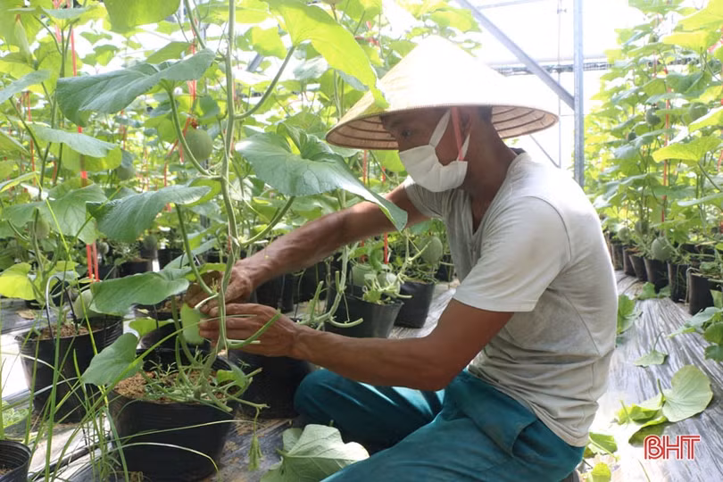 Tranh thủ nắng ráo, nông dân Hà Tĩnh ra đồng sản xuất vụ đông