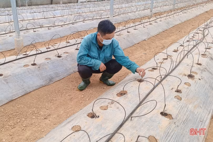 Tranh thủ nắng ráo, nông dân Hà Tĩnh ra đồng sản xuất vụ đông