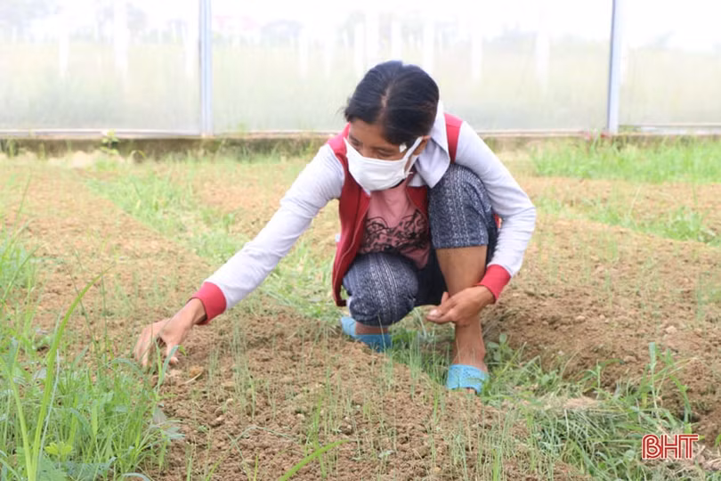 Tranh thủ nắng ráo, nông dân Hà Tĩnh ra đồng sản xuất vụ đông