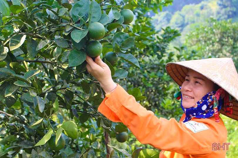Chủ tịch nước tặng Huân chương Lao động hạng Ba cho huyện Vũ Quang về thành tích xây dựng nông thôn mới