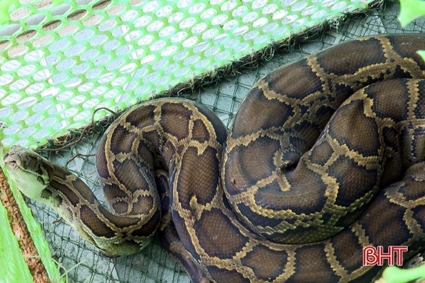 Ngư dân bắt được trăn đất trên biển Hà Tĩnh