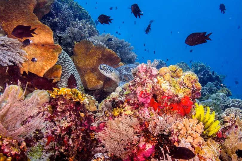 Trái Đất mất nửa số san hô chỉ trong 70 năm