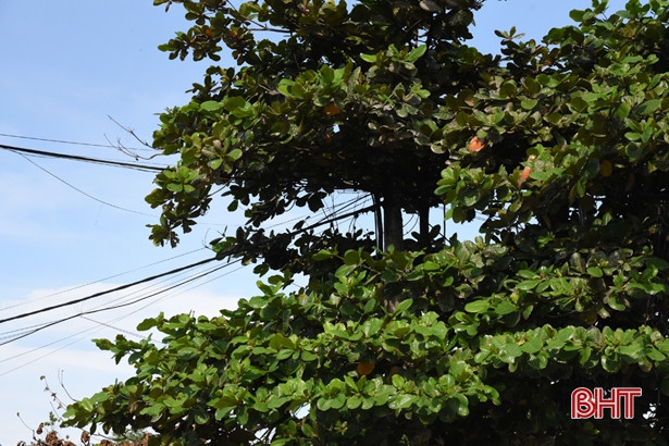 Hà Tĩnh: Sớm xử lý tình trạng tiềm ẩn mất an toàn về điện ở Lộc Hà