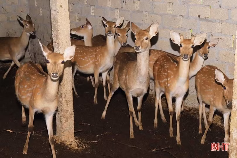 Mùa “hái lộc” nhung đầu xuân, người dân Hương Sơn ước thu khoảng 120 tỷ đồng