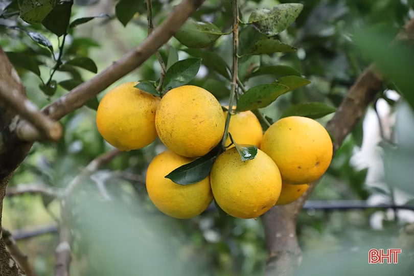 Mang sản phẩm chất lượng nhất đến với Lễ hội Cam và các sản phẩm nông nghiệp Hà Tĩnh