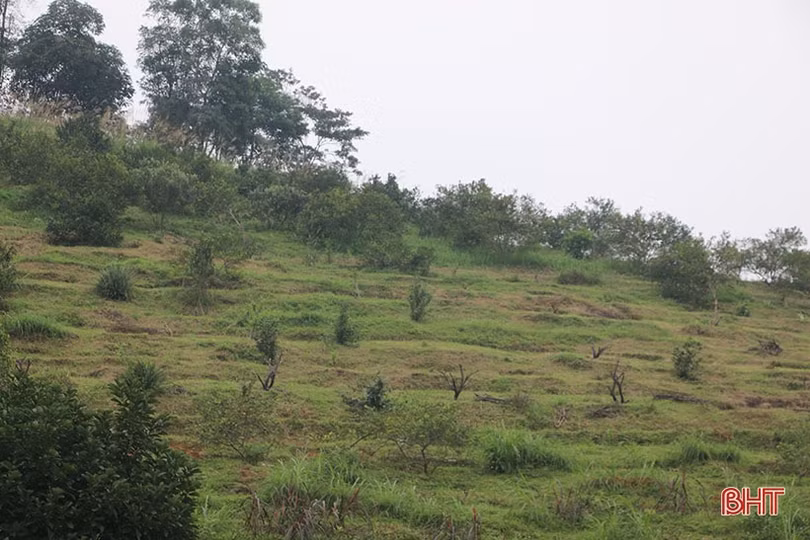 Cam bù Hương Sơn mất mùa, người dân buồn lòng chặt bỏ cây