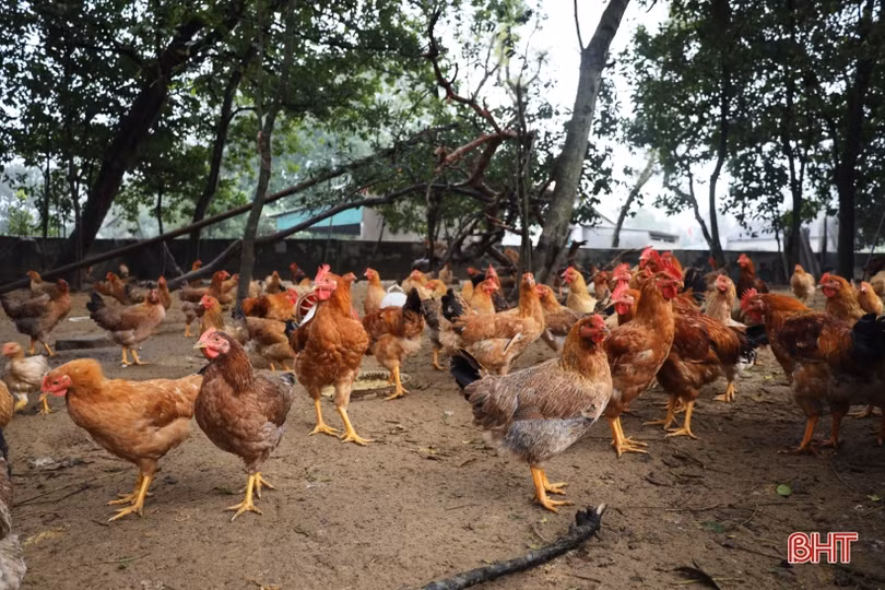 “Thủ phủ” nuôi gà xứ Cẩm tất bật chăm đàn, rộn ràng giao thương dịp tết