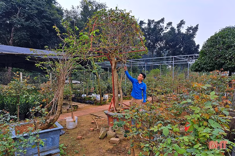 Nam thanh niên ở Nghi Xuân khởi nghiệp thành công từ trồng hoa, cây cảnh