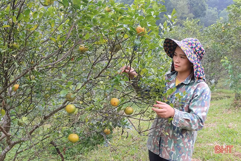 Cam bù Hương Sơn mất mùa, người dân buồn lòng chặt bỏ cây