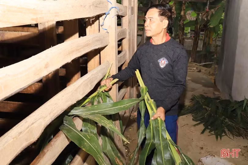 Mùa “hái lộc” nhung đầu xuân, người dân Hương Sơn ước thu khoảng 120 tỷ đồng