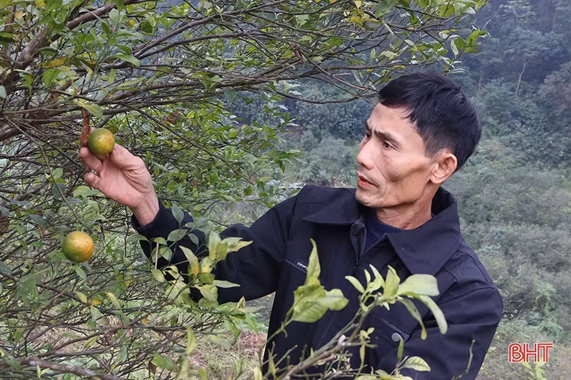 Cam bù Hương Sơn mất mùa, người dân buồn lòng chặt bỏ cây