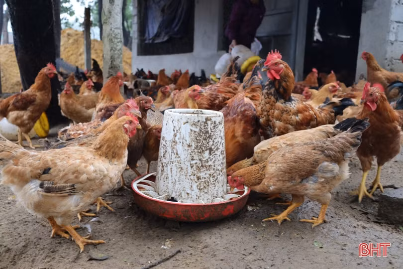 “Thủ phủ” nuôi gà xứ Cẩm tất bật chăm đàn, rộn ràng giao thương dịp tết