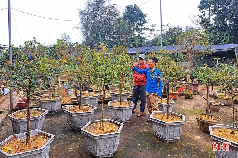 Nam thanh niên ở Nghi Xuân khởi nghiệp thành công từ trồng hoa, cây cảnh