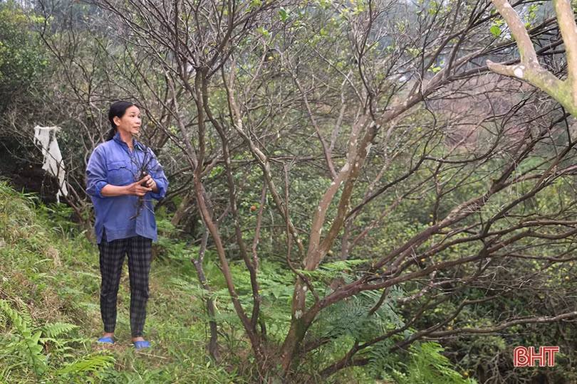 Cam bù Hương Sơn mất mùa, người dân buồn lòng chặt bỏ cây