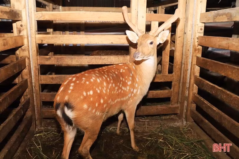 Mùa “hái lộc” nhung đầu xuân, người dân Hương Sơn ước thu khoảng 120 tỷ đồng