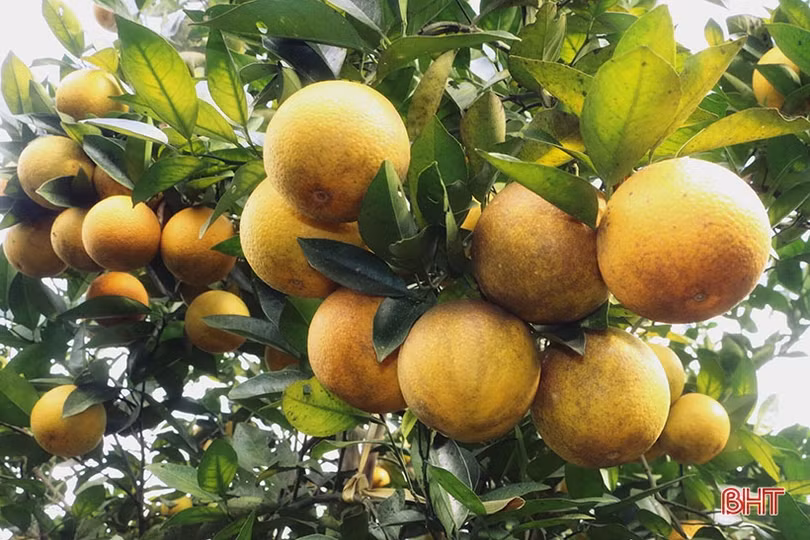 Cơ sở sản xuất sản phẩm OCOP ở Hà Tĩnh kiên trì mục tiêu đảm bảo ATVSTP