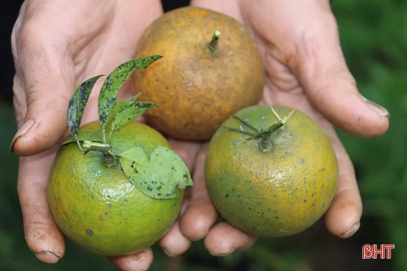 Cam bù Hương Sơn mất mùa, người dân buồn lòng chặt bỏ cây