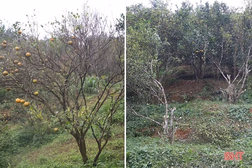 Cam bù Hương Sơn mất mùa, người dân buồn lòng chặt bỏ cây