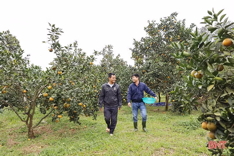 Hoàn tất chuẩn bị cho Lễ hội Cam và các sản phẩm nông nghiệp Hà Tĩnh