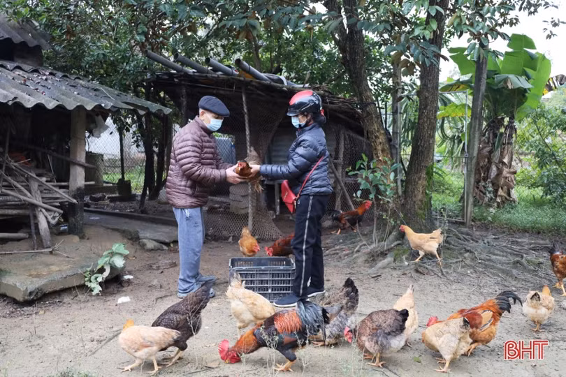 “Thủ phủ” nuôi gà xứ Cẩm tất bật chăm đàn, rộn ràng giao thương dịp tết