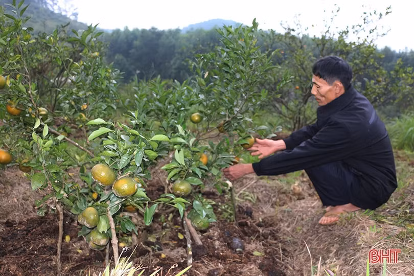 Cam bù Hương Sơn mất mùa, người dân buồn lòng chặt bỏ cây