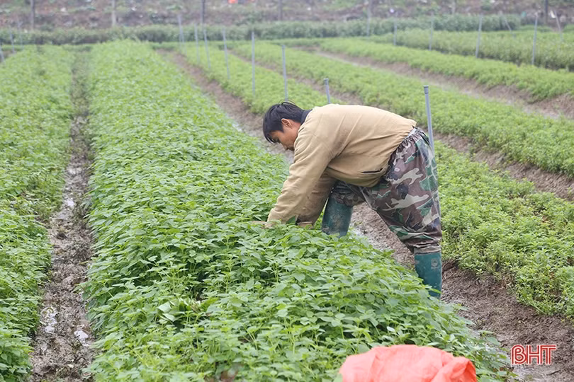 Hà Tĩnh: Giá rau xanh tăng mạnh, chưa thể “hạ nhiệt” trong nhiều ngày tới