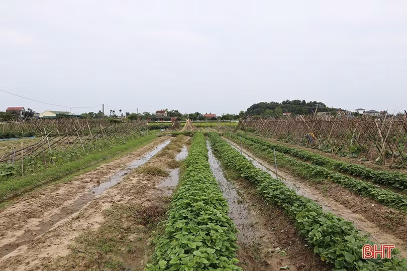 Hà Tĩnh: Giá rau xanh tăng mạnh, chưa thể “hạ nhiệt” trong nhiều ngày tới
