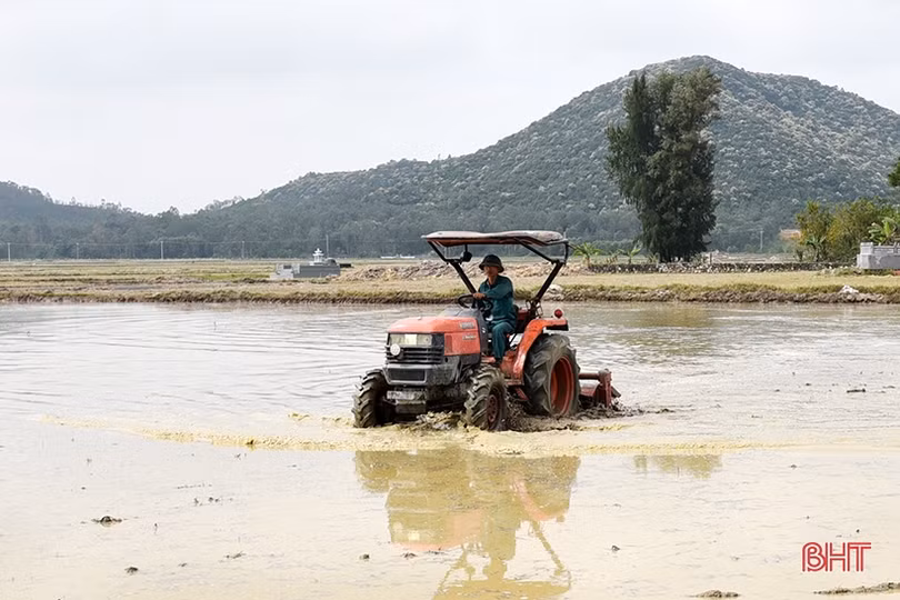 Lộc Hà hướng tới mục tiêu hơn 20 nghìn tấn lương thực, lạc vụ xuân