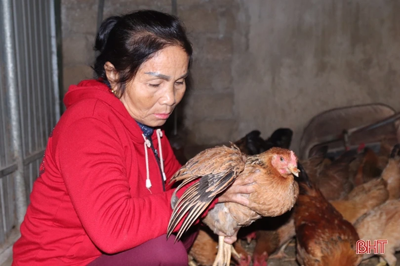 Chống rét cho đàn vật nuôi ở huyện miền núi Vũ Quang