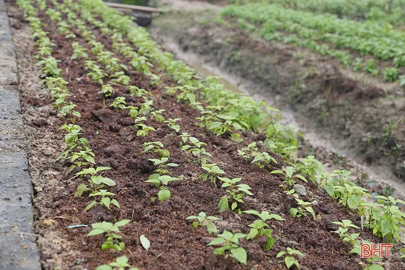 Hà Tĩnh: Giá rau xanh tăng mạnh, chưa thể “hạ nhiệt” trong nhiều ngày tới