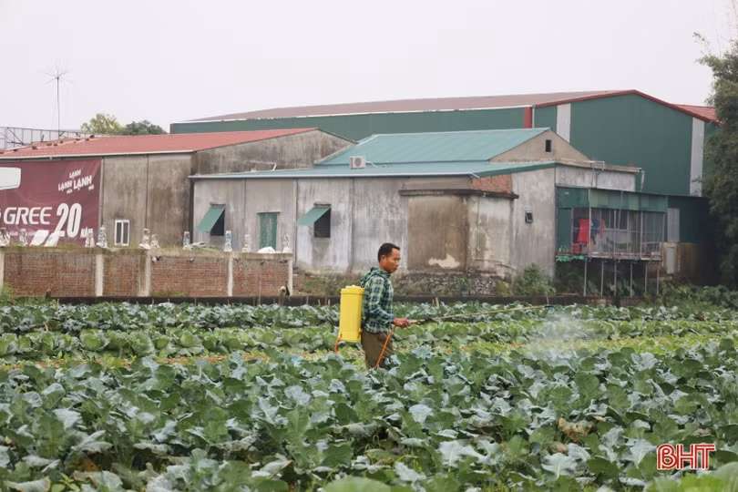 Vượt giá rét, nông dân Hà Tĩnh tập trung chăm sóc rau phục vụ tết