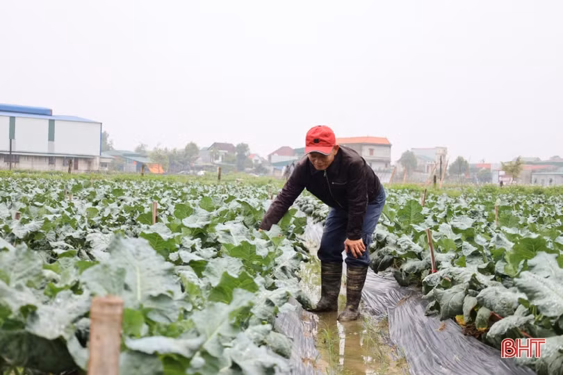 Vượt giá rét, nông dân Hà Tĩnh tập trung chăm sóc rau phục vụ tết