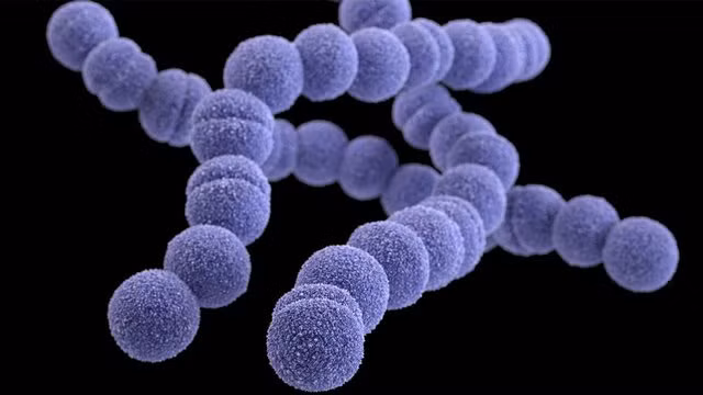 Liên cầu khuẩn nhóm A (Streptococcus) khiến 6 trẻ em ở Anh quốc tử vong nguy hiểm thế nào?