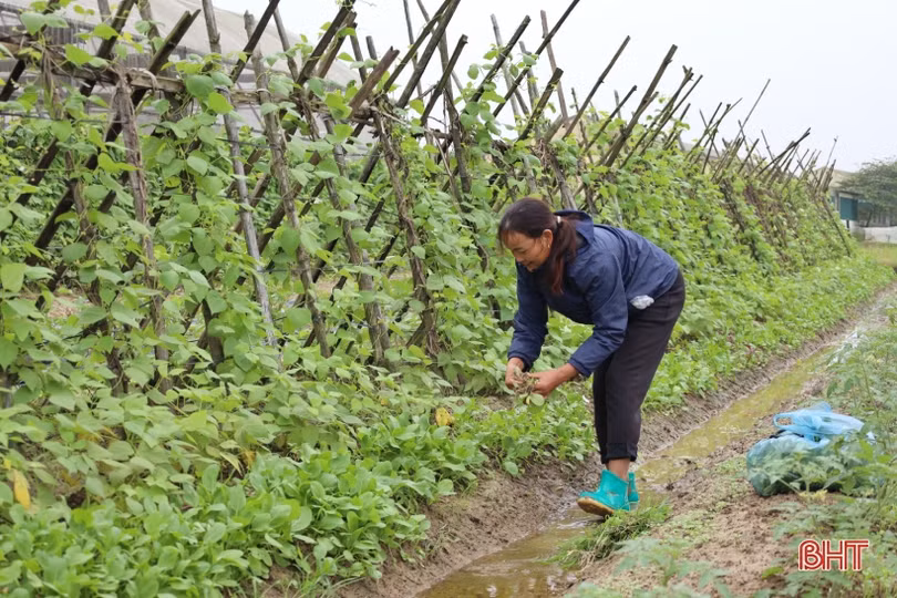 Vượt giá rét, nông dân Hà Tĩnh tập trung chăm sóc rau phục vụ tết