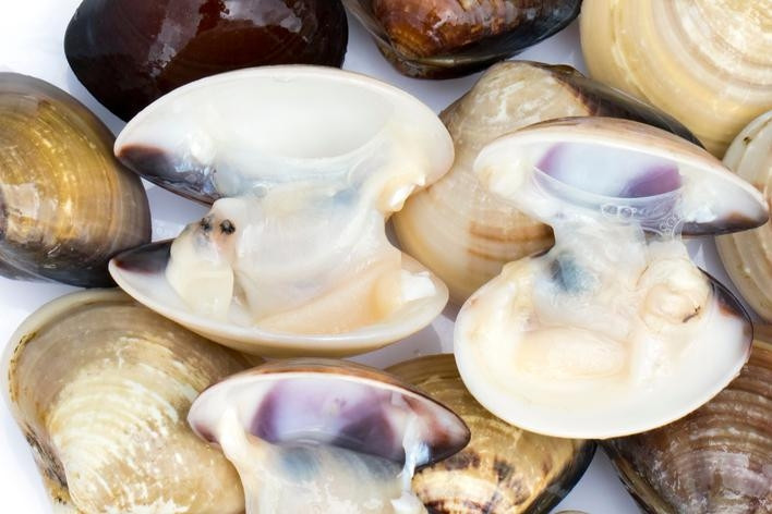 Phát hiện sinh vật đầu tiên trên thế giới có khả năng tự sản xuất kháng sinh