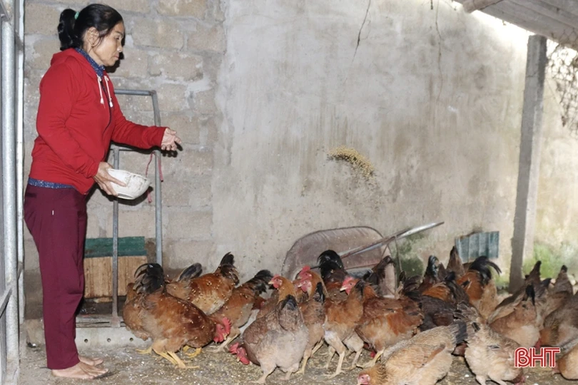 Chống rét cho đàn vật nuôi ở huyện miền núi Vũ Quang