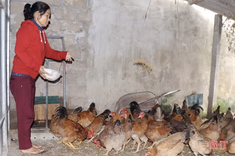 Chống rét cho đàn vật nuôi ở huyện miền núi Vũ Quang