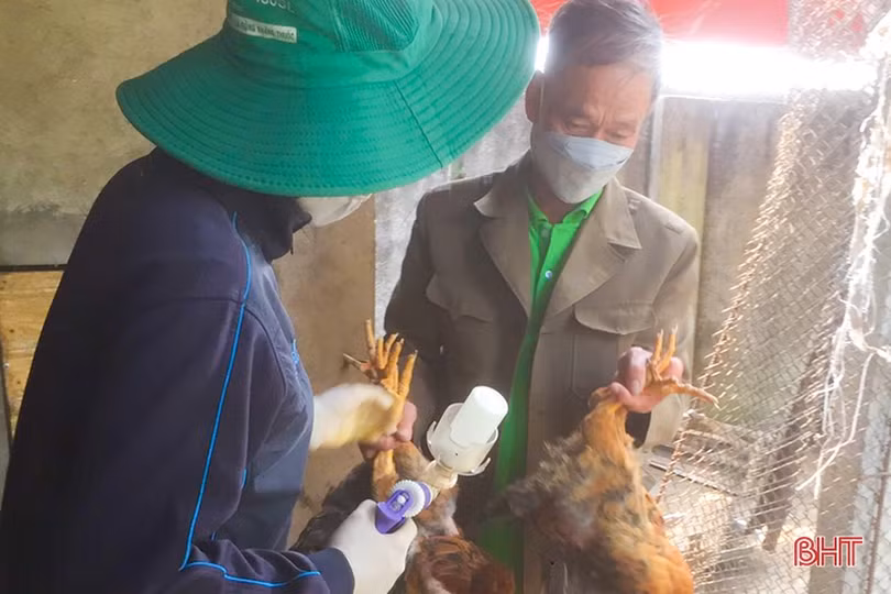 Tiêm phòng gia súc, gia cầm tại Hà Tĩnh: Tỷ lệ đạt thấp, vì sao?