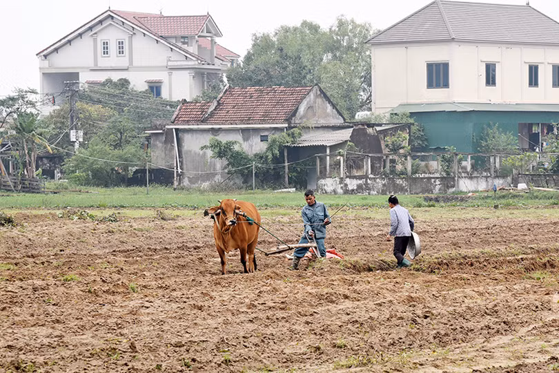 Lộc Hà hướng tới mục tiêu hơn 20 nghìn tấn lương thực, lạc vụ xuân