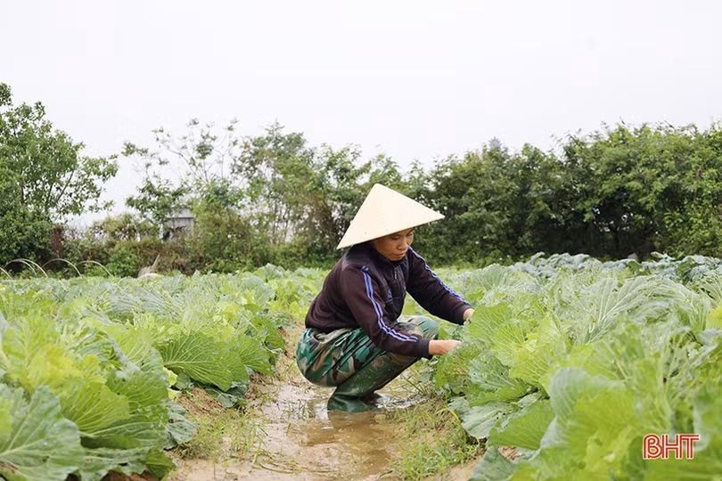 Hà Tĩnh: Giá rau xanh tăng mạnh, chưa thể “hạ nhiệt” trong nhiều ngày tới