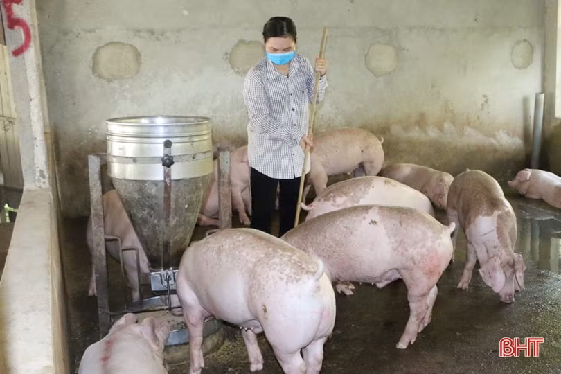 Chống rét cho đàn vật nuôi ở huyện miền núi Vũ Quang