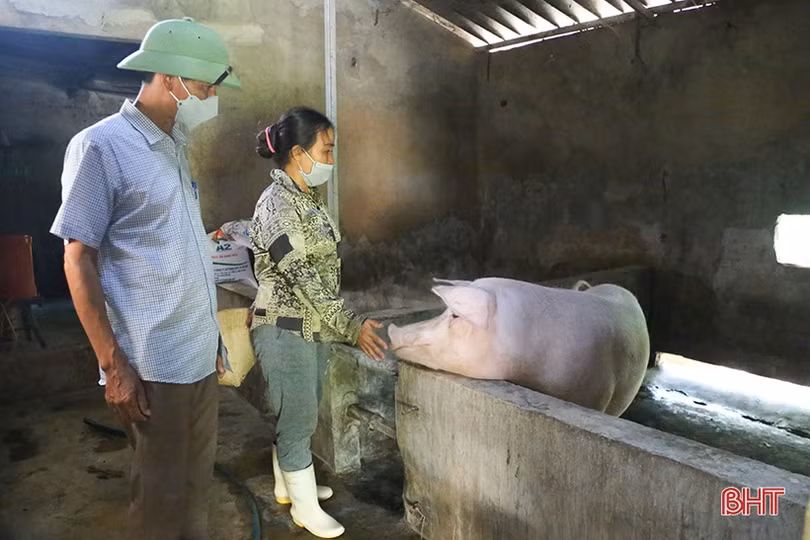 Tiêm phòng gia súc, gia cầm tại Hà Tĩnh: Tỷ lệ đạt thấp, vì sao?