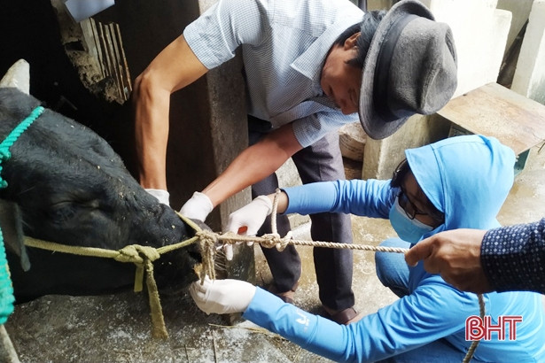 Xuất hiện bệnh viêm da nổi cục, địa phương gấp rút phòng chống