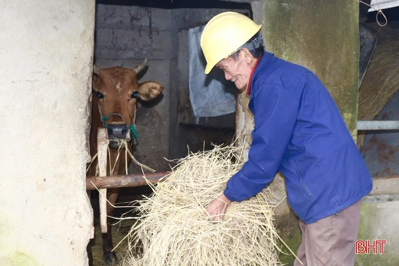 Chống rét cho đàn vật nuôi ở huyện miền núi Vũ Quang