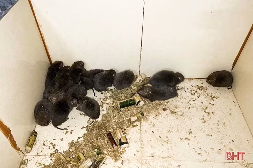 Mô hình nuôi dúi ở Tân Dân - “việc nhẹ lương cao”!