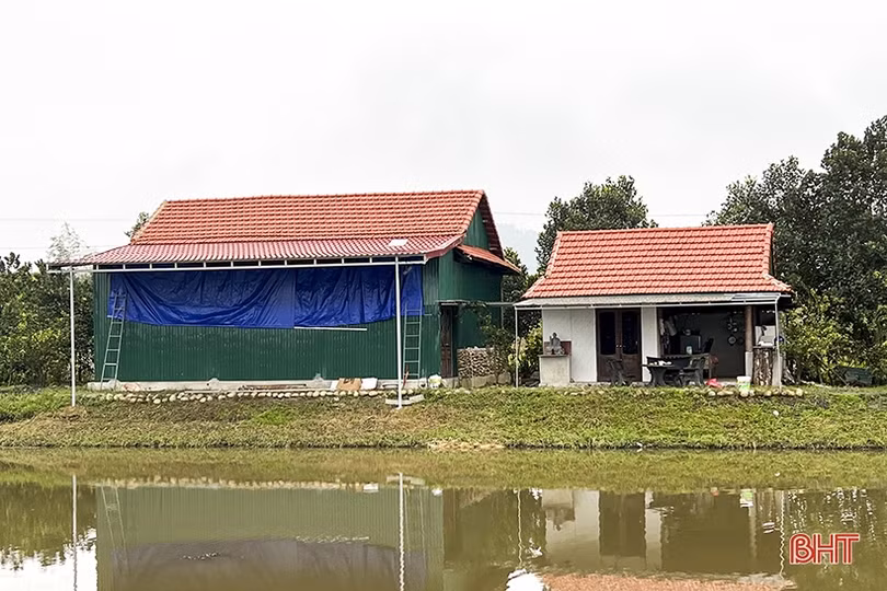 Mô hình nuôi dúi ở Tân Dân - “việc nhẹ lương cao”!