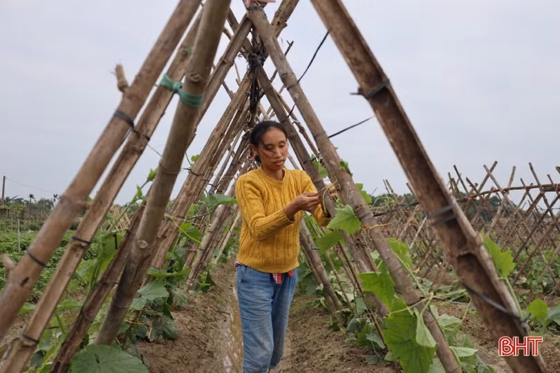 Vượt giá rét, nông dân Hà Tĩnh tập trung chăm sóc rau phục vụ tết